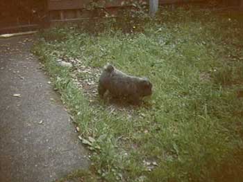 Baby Misty roaming the yard