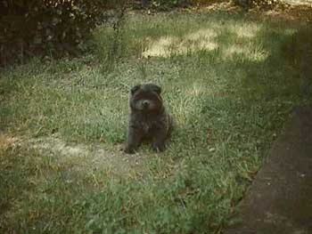 Baby Misty the Ewok