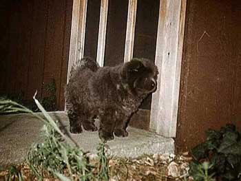 Baby Misty at the screen door