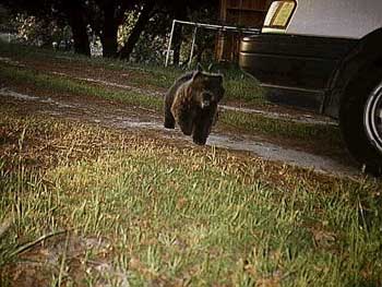 Baby Misty running like a bear