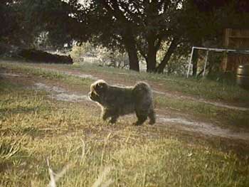 Baby Misty walking the yard